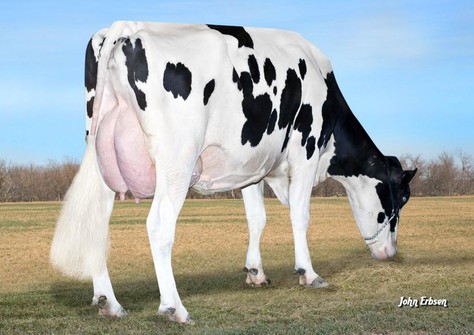 S-S-I BOOKEM MODESTO 7269 VG-87