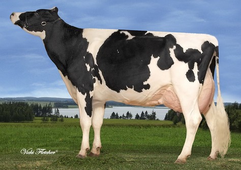 Stadacona Outside Abel VG-88