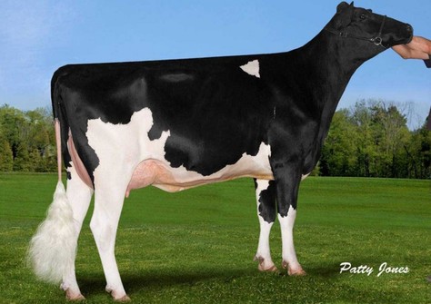 Stantons Freddie Cameo EX-90