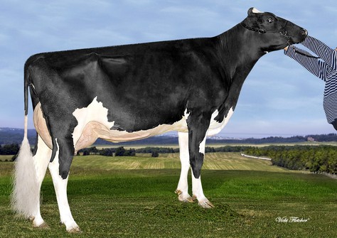 Ste Odile Supershot Electra VG-85