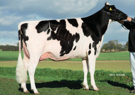 Steinaer Pfad Holsteins Yvette VG-87