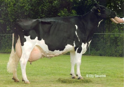 Stouwdamshof Jacoba 15 Rudolph EX-90