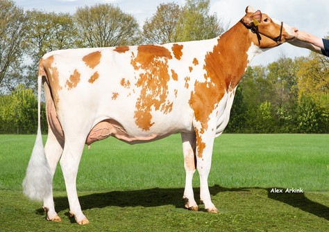 Sudena Alice Red VG-86 Sudena Alice Red VG-86