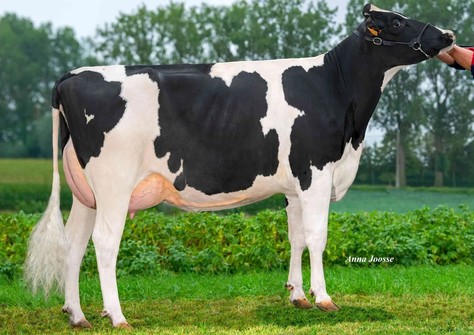 Suma vh Zomerbloemhof VG-88