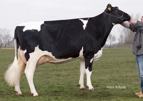 Sunday ALH Prudence VG-88