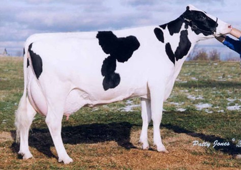 Sunnylodge Prelude Spottie VG-87