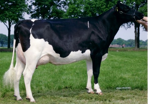 Big Super Star 29 VG-87