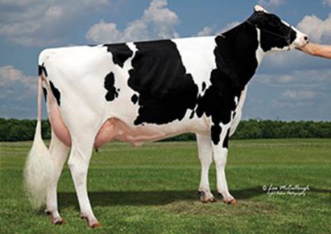 Synergy Uno Pot O Gold-ET VG-88