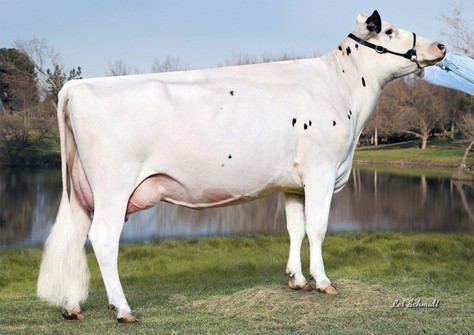 Teemar Shottle Aloha VG-88