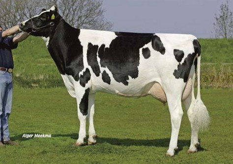 Ter Beek Adam Treasure VG-87