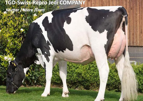 TGD-Swiss-Repro Jedi Company VG-89 (volle zus Carmen) VG-86