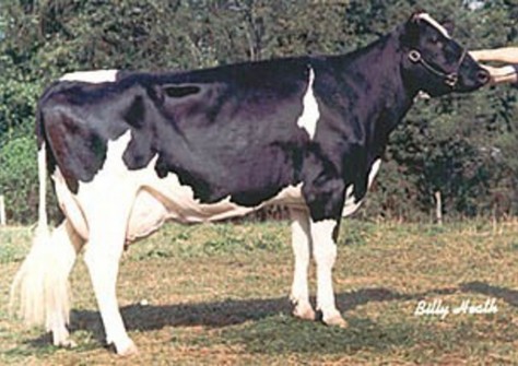 Tidy-Brook Elton Steph VG-86