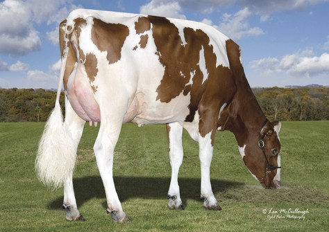 Tiger-Lily Dtry Lana-Red EX-91