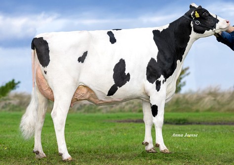 Tirsvad 3STAR Aloha PP RDC VG-85