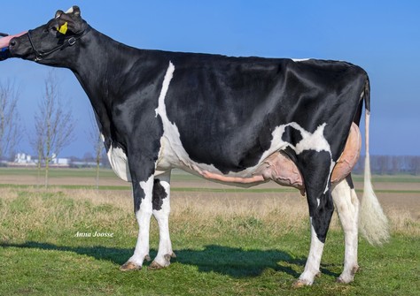 Tirsvad 3STAR Zazzle Mistress VG-88