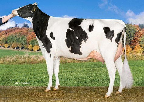 Tirsvad Bookem Nessie VG-89