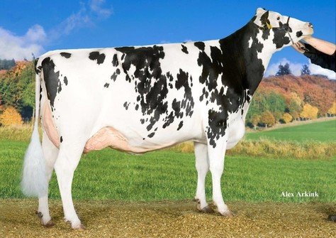 Tirsvad Freddie Cosmetic EX-90 Tirsvad Freddie Cosmetic EX-90