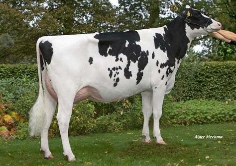 Tirsvad Freddie Cosmopolitan VG-85