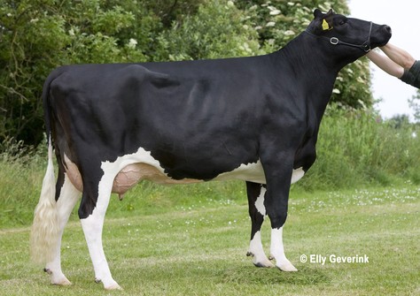 Tirsvad Juwel Ghana VG-88