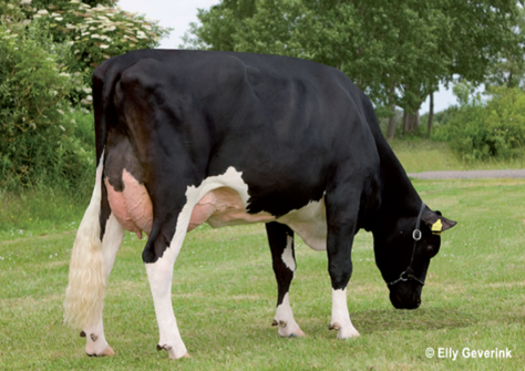 Tirsvad Juwel Ghana VG-88