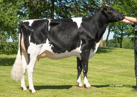 Tirsvad K&L Pursuit Milano ET VG-88 Tirsvad K&L Pursuit Milano ET VG-88