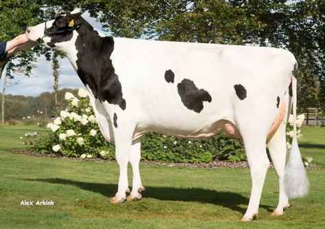 Tirsvad Silver Giga-Star VG-87