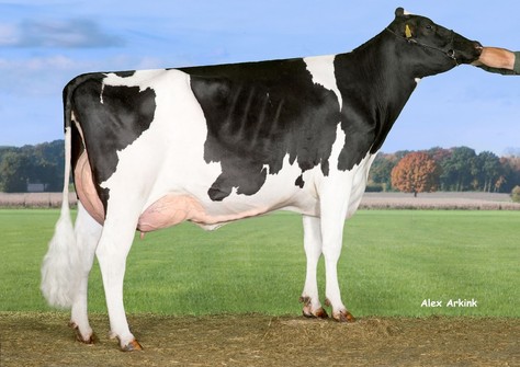 Tirsvad Supersire Cooke VG-87 Tirsvad Supersire Cooke VG-87