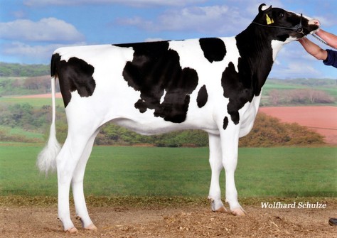 Tramilda KNS Cutchen VG-88