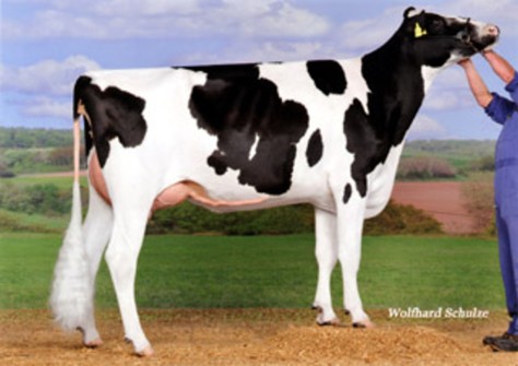 Tramilda KNS Cutchen VG-88