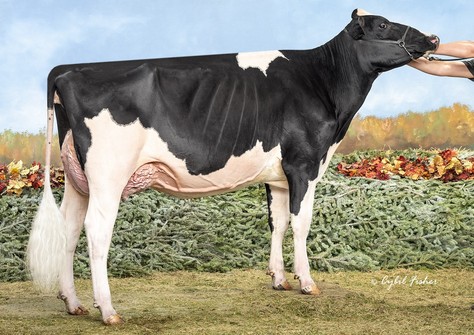 Genosource Hide Out-ET VG-89