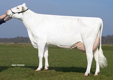 Van de Peelsehoeve Bea 51 VG-87