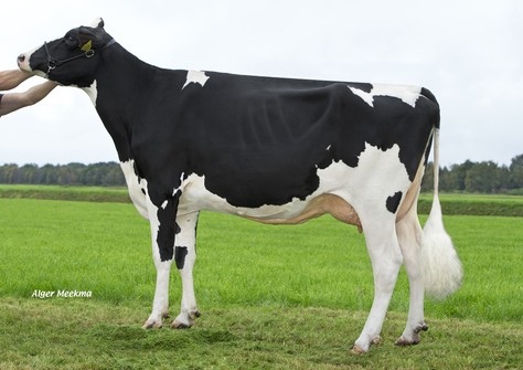 Van de Peelsehoeve Cinderella 23 VG-86