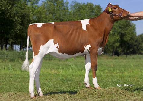 VanHolland Shakira 3 PP-Red VG-88