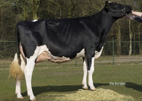 VanHolland Rochelle VG-88