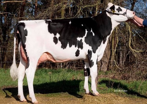 VanHolland Rochelle 6 (v. Progenesis Kal) VG-88