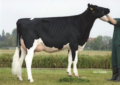 VanHolland Rochelle VG-88