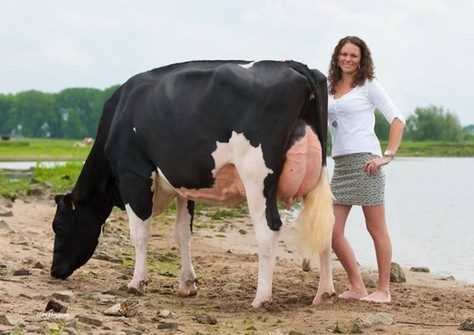 VanHolland Rochelle VG-88