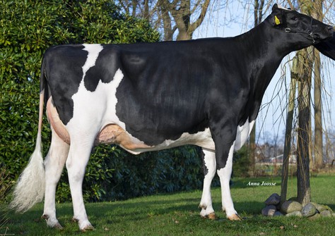 Veelhorst Melody VG-87