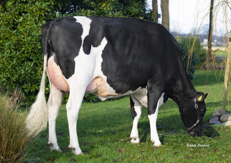 Veelhorst Melody VG-87