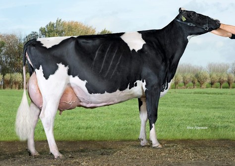 Veenhuizer Gold One EX-92