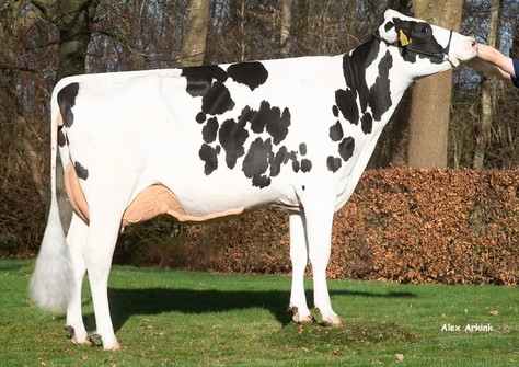 Veenhuizer KL BD Nelize 8 NL684260985 VG-87