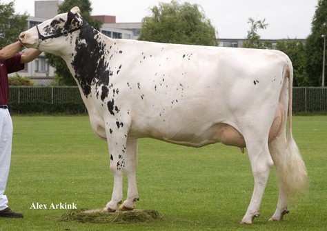 Veenhuizer Zadia 15 VG-88