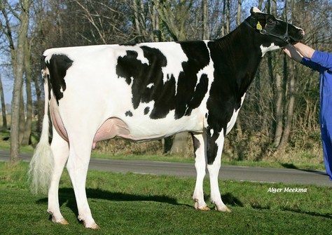 Vekis Xaco Melody VG-87