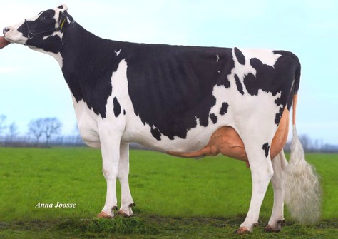 Veneriete Epic Ida 66 VG-88