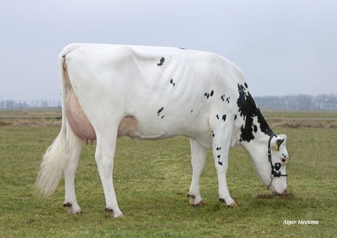 Veneriete Ida 31 VG-87