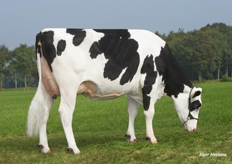 Veneriete Ida 47 VG-85