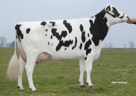 Veneriete Shottle Ida 6