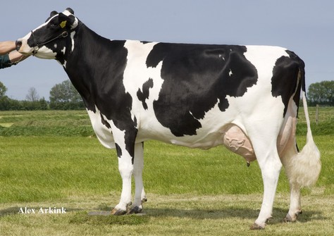 Butemare Veneriete Ida O VG-86