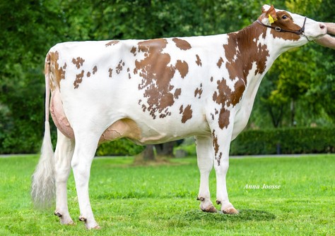 Visstein 3STAR Adalicia Red VG-88