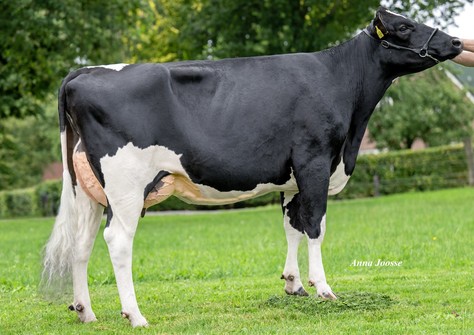 Visstein 3STAR Adoribelle RDC VG-86